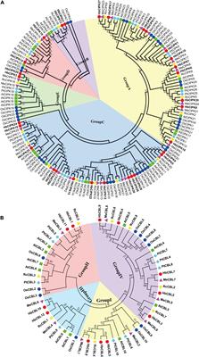 The Calcium Sensor Calcineurin B-Like Proteins -Calcineurin B-Like Interacting Protein Kinases Is Involved in Leaf Development and Stress Responses Related to Latex Flow in Hevea brasiliensis